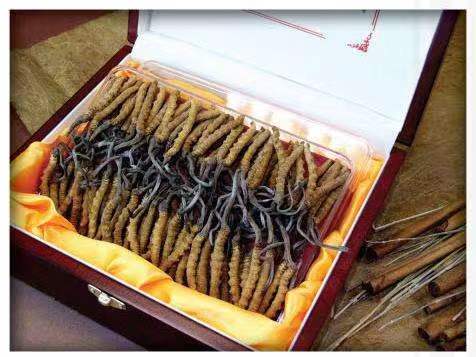 东源冬虫夏草回收